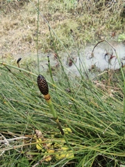 Equisetum ramosissimum