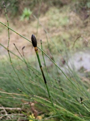 Equisetum ramosissimum