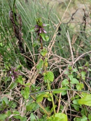 Clinopodium chinense