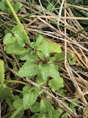 Clinopodium chinense