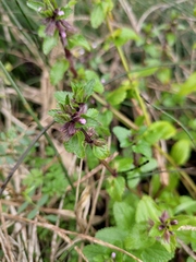 Clinopodium chinense