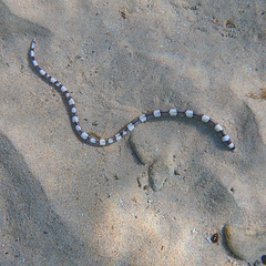 Leiuranus versicolor