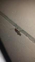 Pacificanthia consors