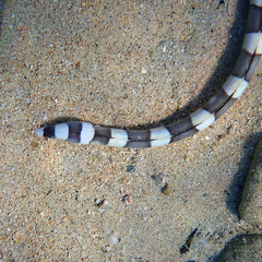 Leiuranus versicolor