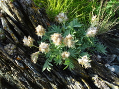 Oxytropis setosa
