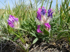 Oxytropis setosa