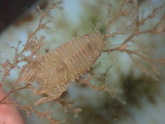 Sphaeromatoidea