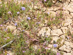 Phacelia ciliata