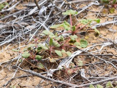 Eriogonum clavatum