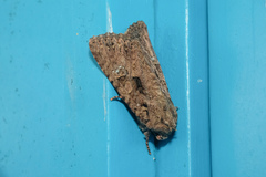 Feliniopsis indistans