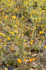 Amsinckia vernicosa