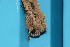 Feliniopsis indistans