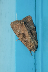 Feliniopsis indistans