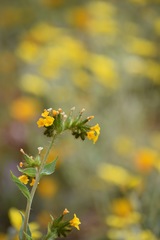 Amsinckia vernicosa