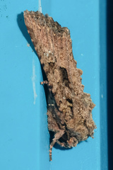 Feliniopsis indistans