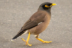 Acridotheres tristis