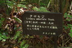 Lindera umbellata