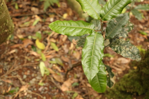 Image of Mischocarpus australis by (c) Greg Tasney, some rights reserved (CC BY-SA)