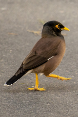 Acridotheres tristis