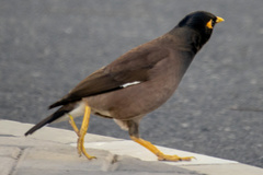 Acridotheres tristis