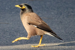 Acridotheres tristis