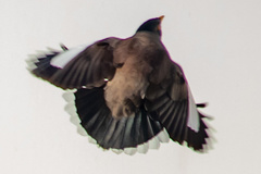 Acridotheres tristis