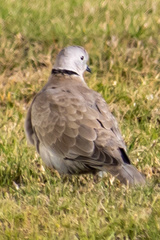 Streptopelia decaocto