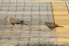 Streptopelia senegalensis