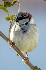 Passer domesticus