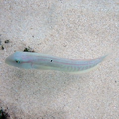 Knife Razorfish photo 3