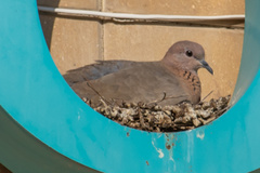 Streptopelia senegalensis