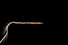 Austrostipa hemipogon