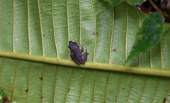 Pristimantis achatinus