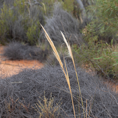 Austrostipa hemipogon