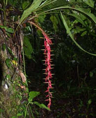 Pitcairnia stevensonii