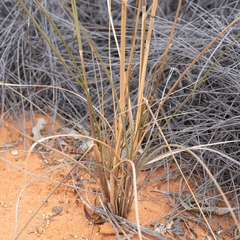 Austrostipa hemipogon