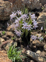 Xerophyta retinervis