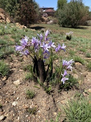 Xerophyta retinervis