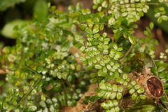 Mezoneuron brachycarpum