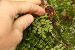Mezoneuron brachycarpum