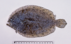 Pseudorhombus dupliciocellatus