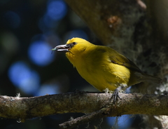 Hemignathus wilsoni