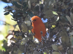 Loxops coccineus