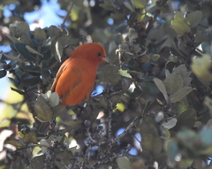 Loxops coccineus
