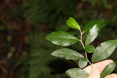 Solanum shirleyanum