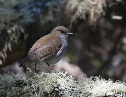 ʻOmaʻo