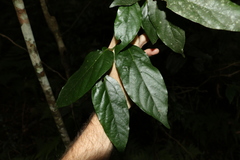 Alangium polyosmoides tomentosum