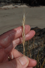 Austrostipa stipoides