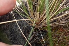 Austrostipa stipoides