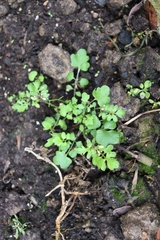 Cardamine occulta